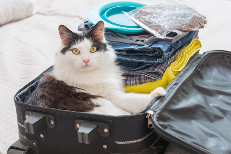 Grey and white cat sitting in a packed suitcase looking directly at the camera