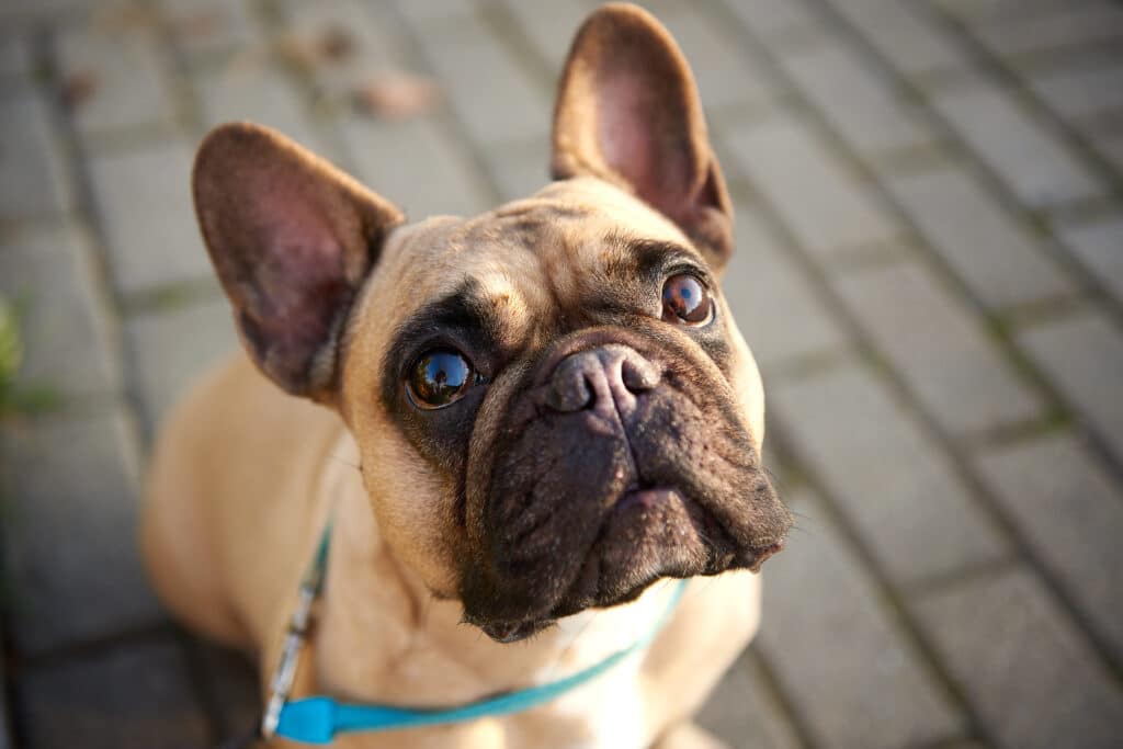 Cute French Bulldog Looking At The Camera While At The Park