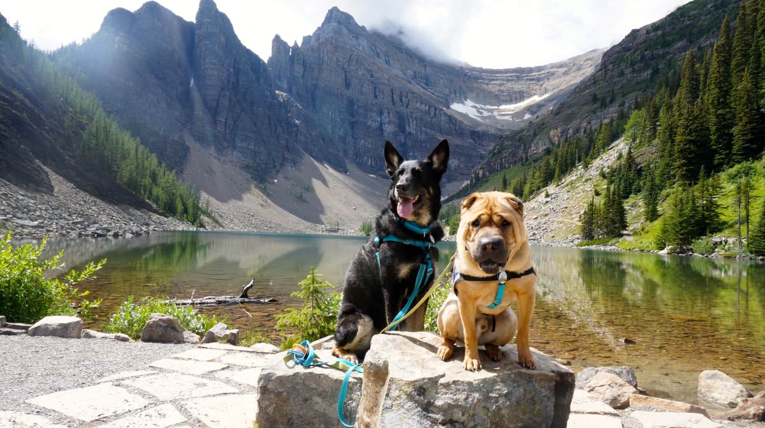 Ty and Buster at Lake Agnes - Lake Louise, AB