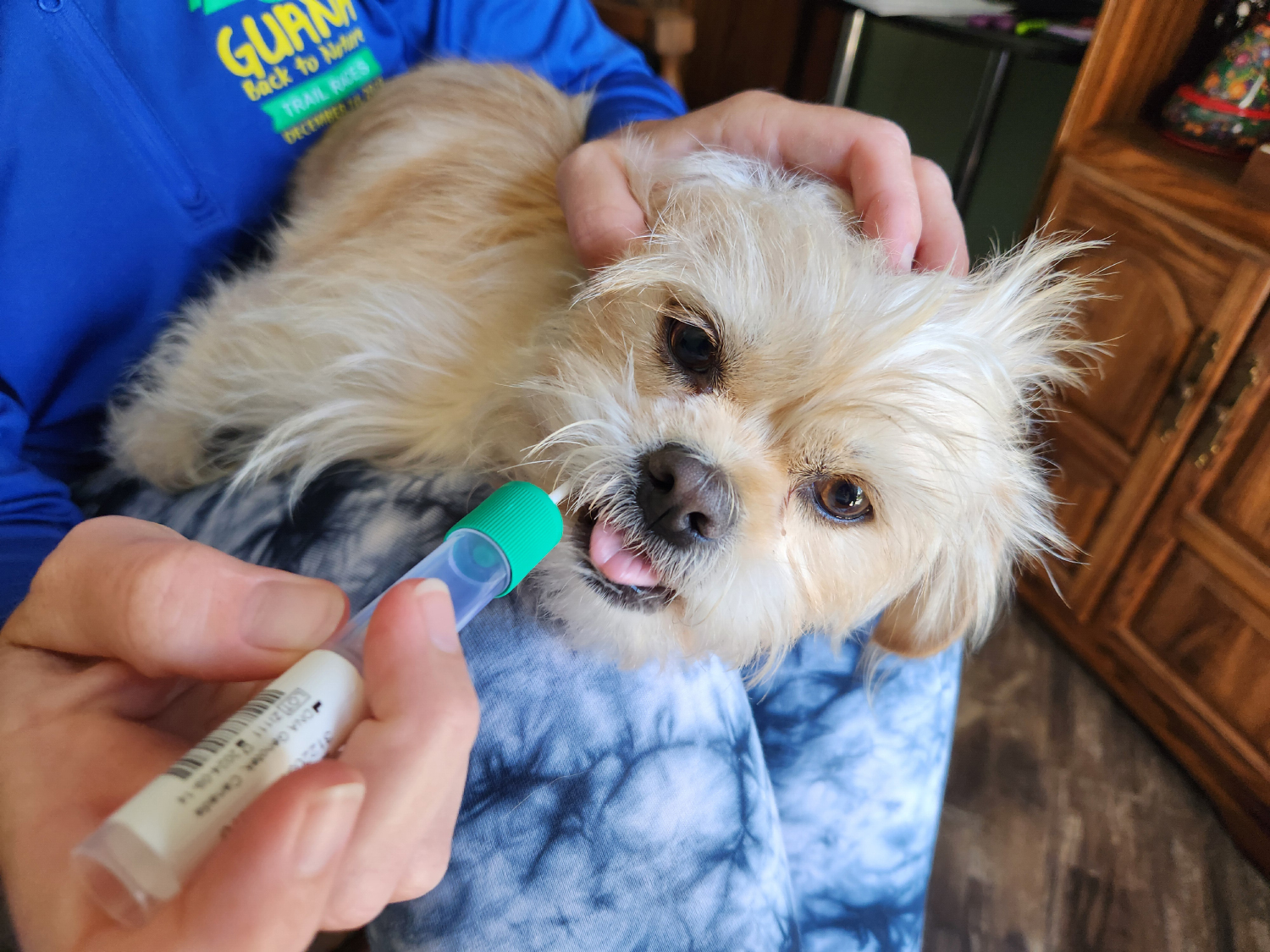 Embark Dog DNA Test - close up of candy getting swabbed