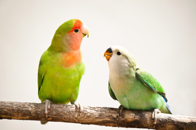 Closeup of a peach-faces lovebird sitting on a tree branch