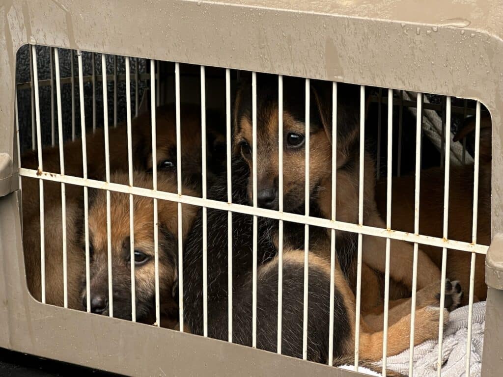 Potcake Puppies Inside A Pet Crate