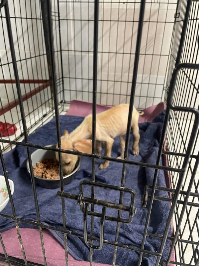 Rescued Potcake Puppy Inside Kennel Eating