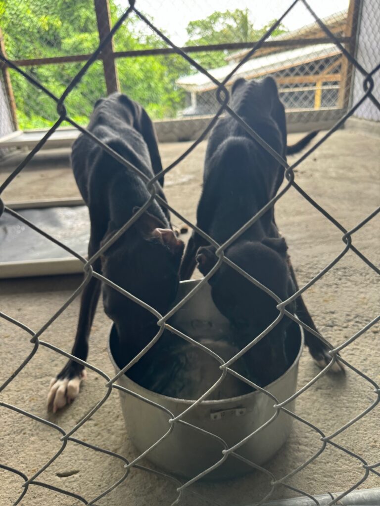 Rescued Potcake Dogs Eating