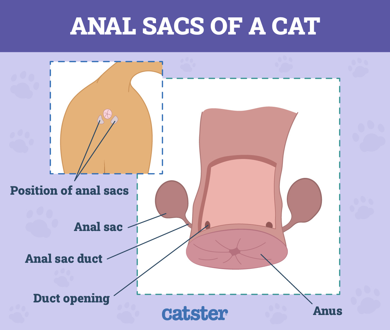 anal sacs (glands) of a cat