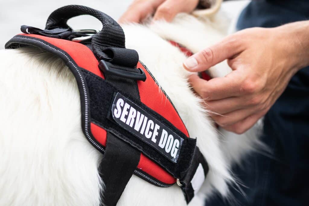 Close Up Of A Service Dog