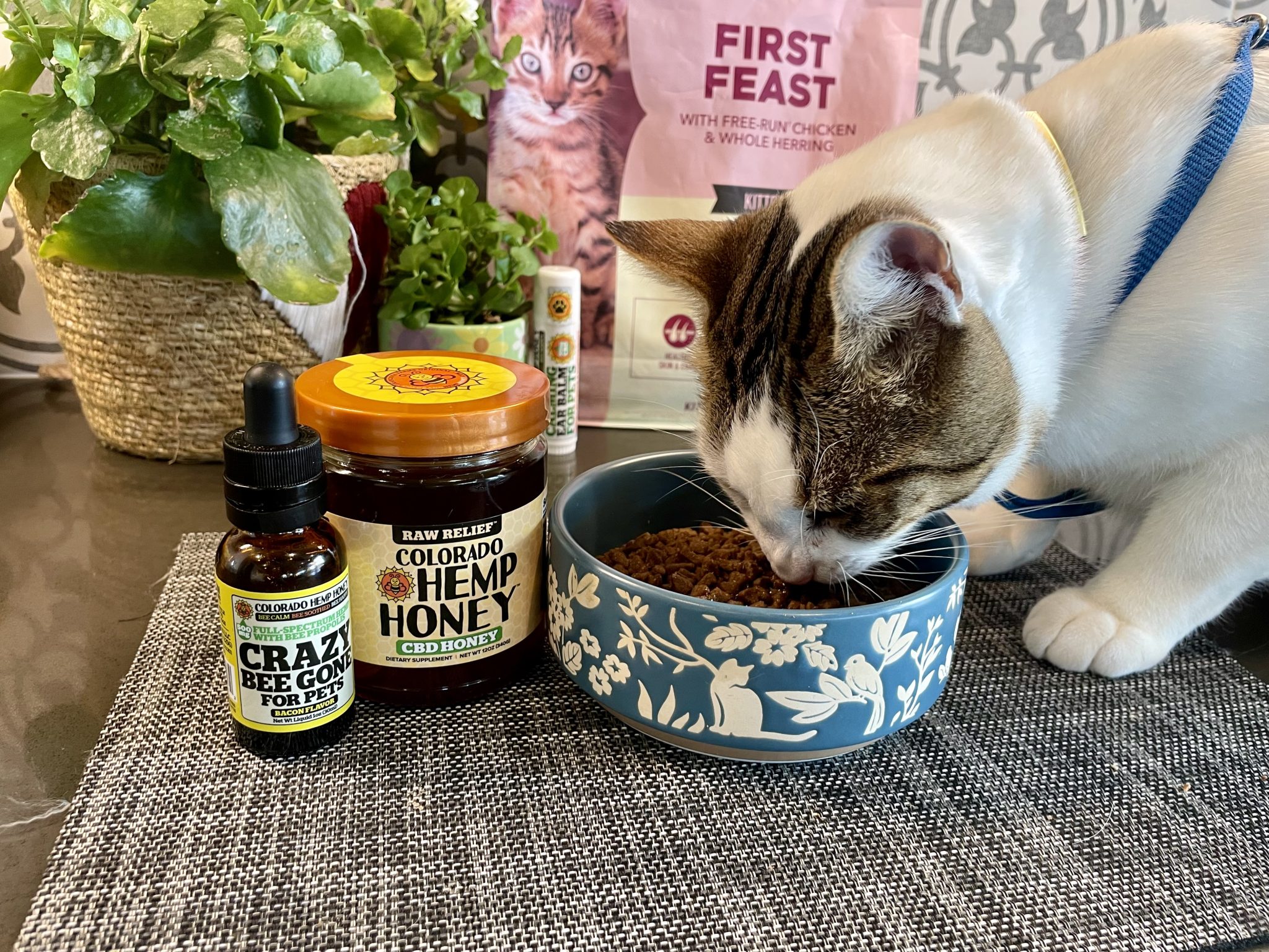 Colorado Hemp Honey Pet CBD with cat eating