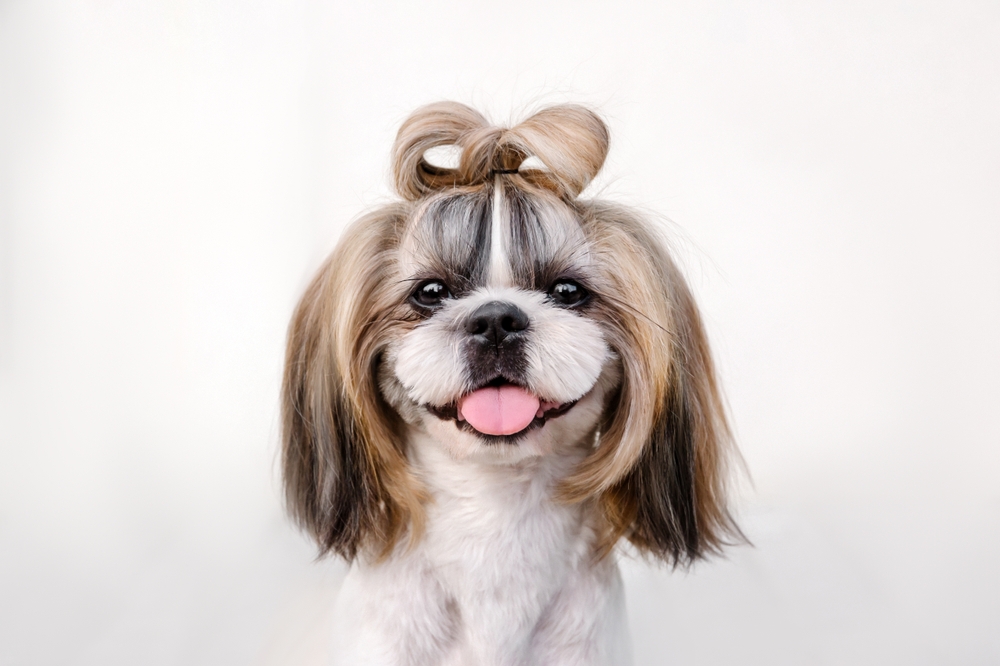 Cute Shih Tzu with hair in a ribbon