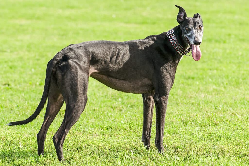 Greyhound Dog In The Grass