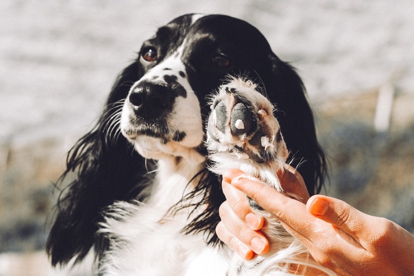 Moisturizing-dry-skin-on-dogs-paws_Te9I_shutterstock