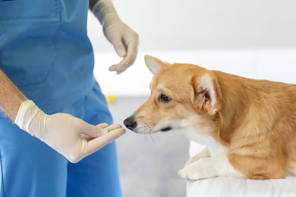 Veterinarian Doctor Giving Pill To Pretty Pembroke Welsh Corgi Dog During Checkup And Treatment In Vet Clinic Office