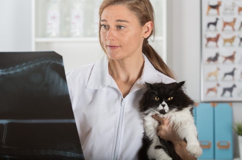 Veterinary clinic examining a radiograph of a Persian cat