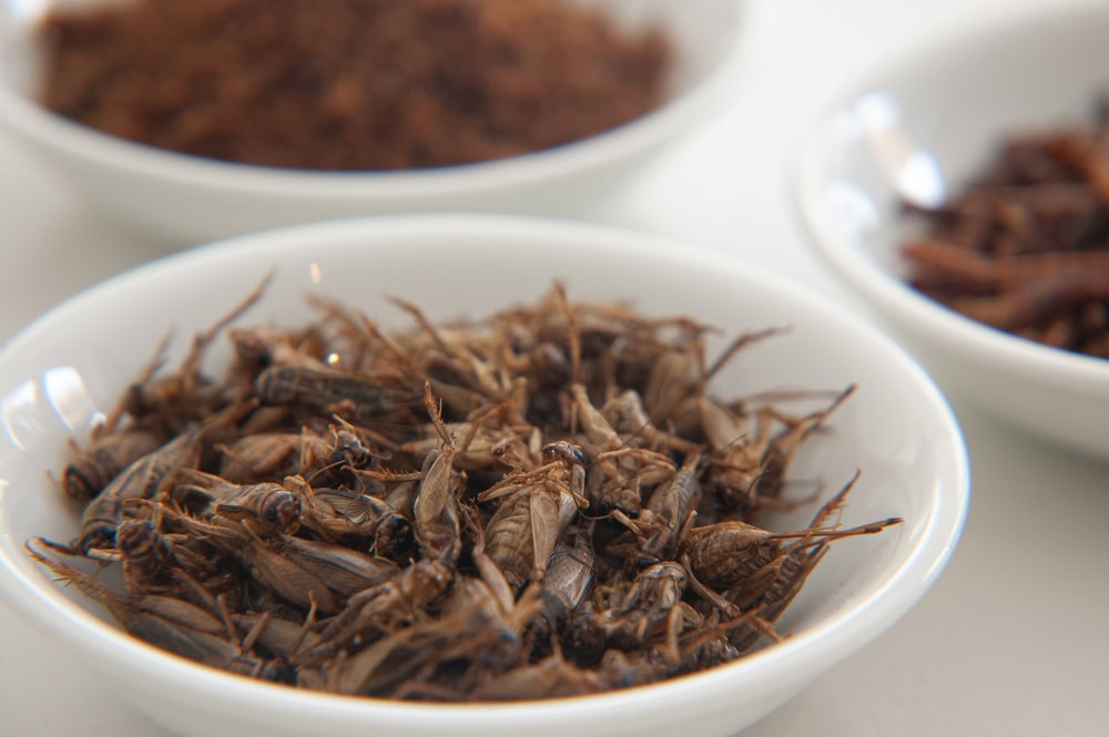 a bowl of edible dried crickets