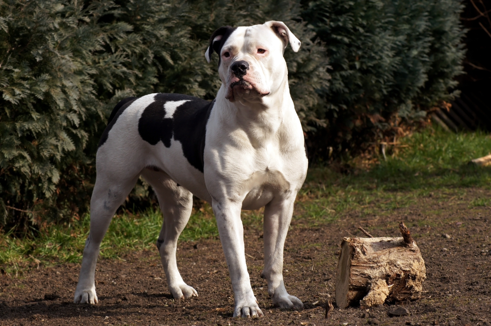 black and white american bulldog