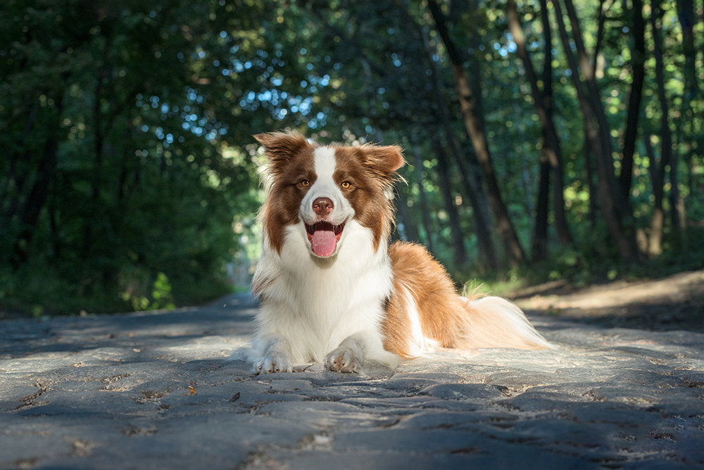 brown and white border collie dog