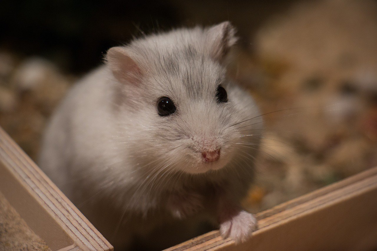 close up of a cute hamster