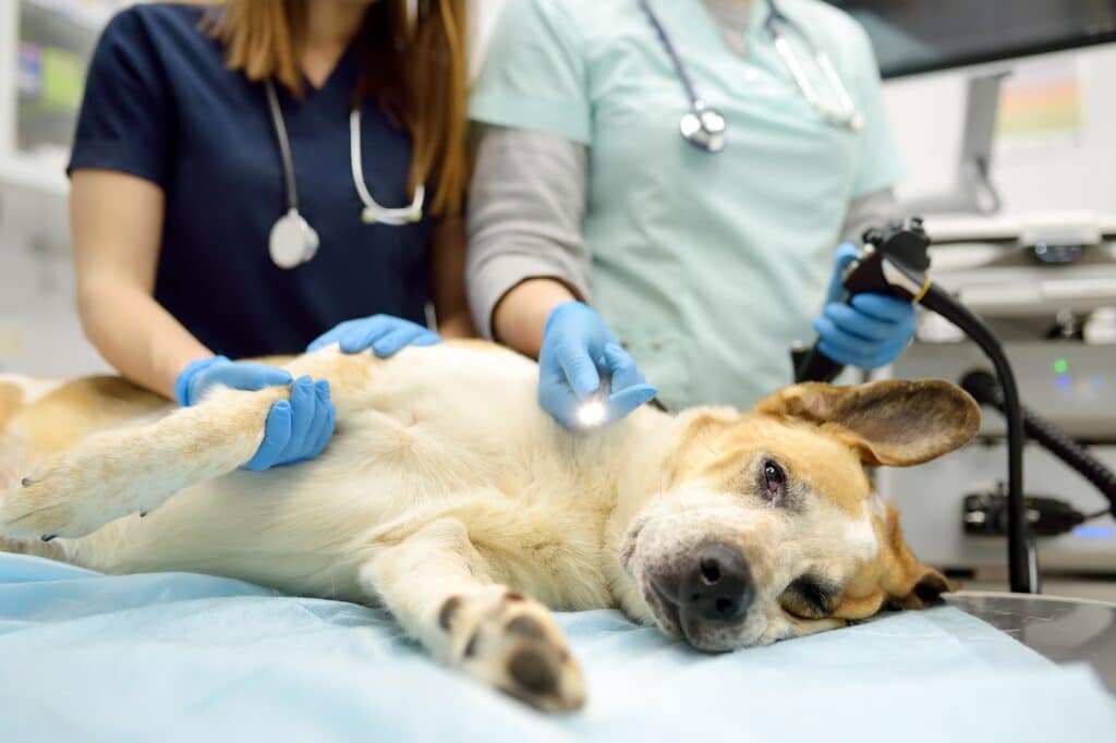 Endoscopy To Diagnose Esophagitis In Dogs