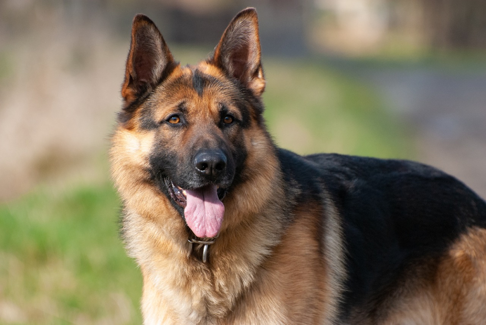 german shepherd or western german shepherd dog close up