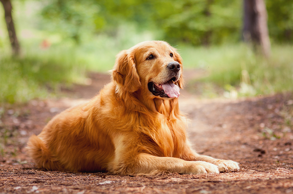 golden retriever dog on the ground