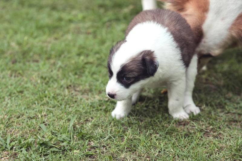 mother-dog-cleans-her-puppies-anus-and-poop-after-defecating-on-the-grass-outdoors