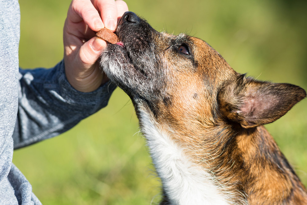 rewarding dog with a treat