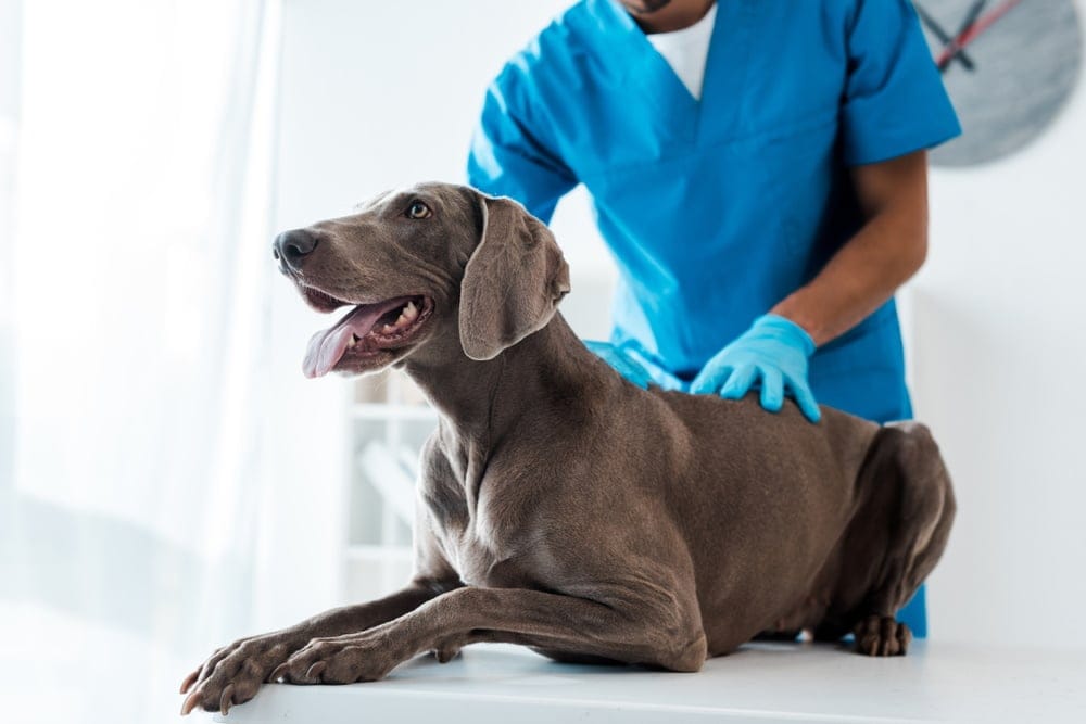 weimaraner-dog-checked-by-vet