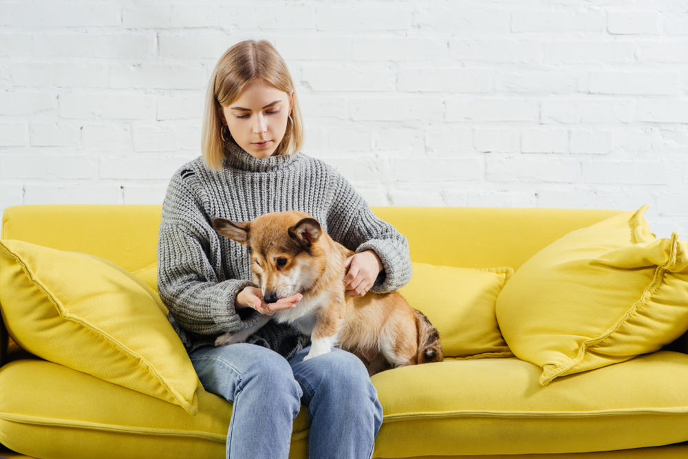 woman sitting on sofa and giving treat to pembroke welsh corgi dog