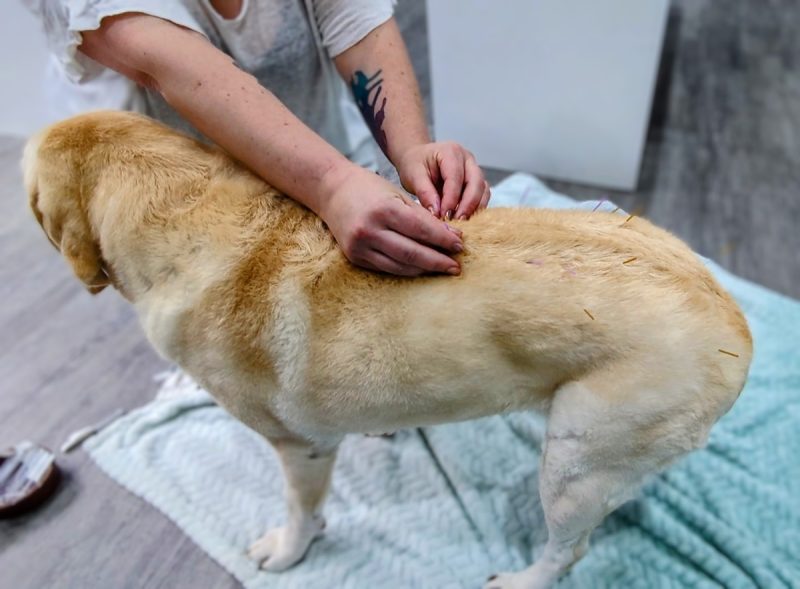 Bailey receiving some acupuncture at home.