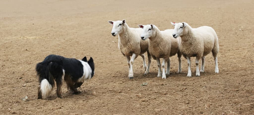 Border Collie Herding Sheep