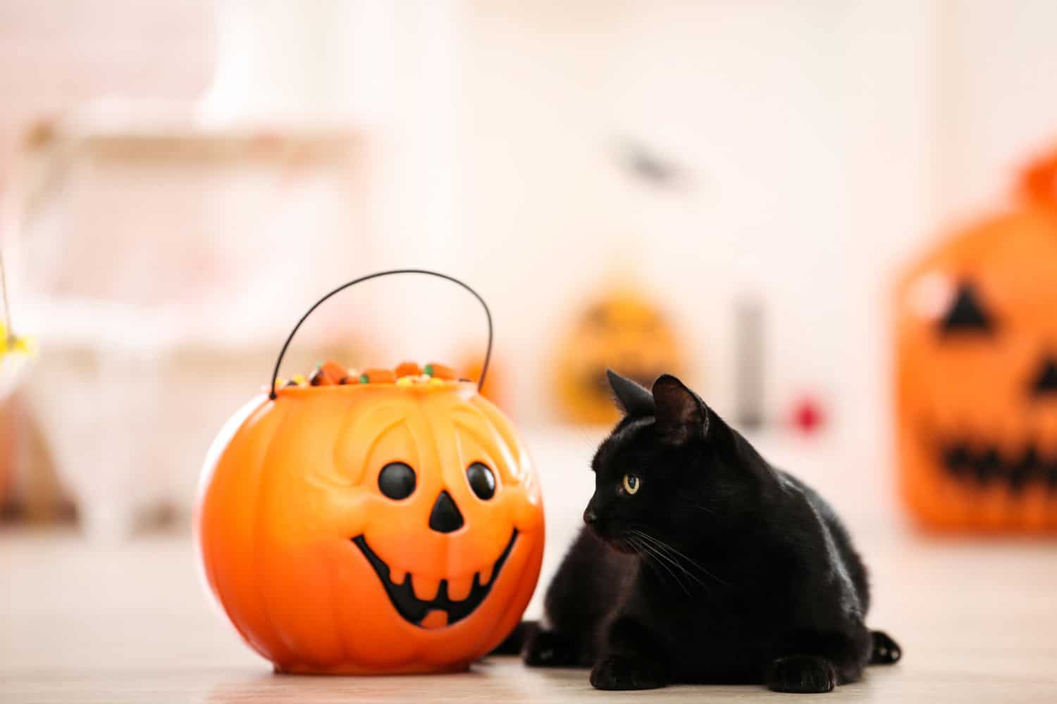 Black cat with candies in halloween bucket