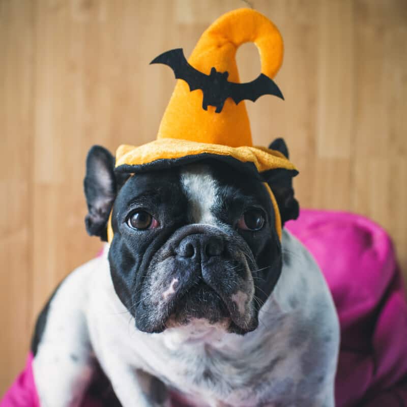 Portrait of French bulldog with hat halloween