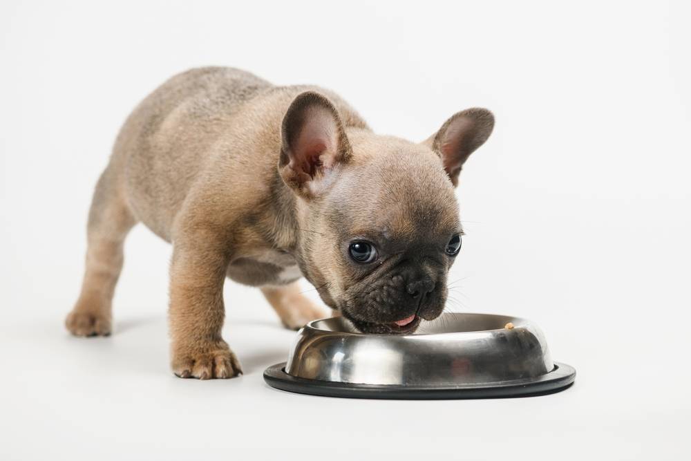 French bulldog puppy eats from his metal bowl