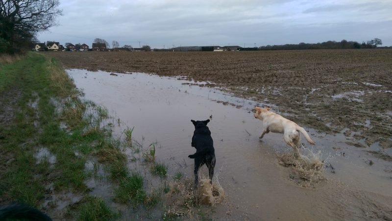 Poppy and Bailey about to get down and dirty.