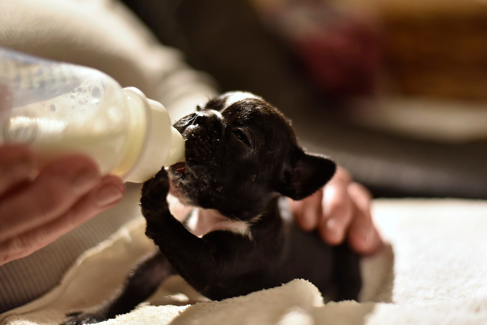 french bulldog puppy being fed milk from a bottle 