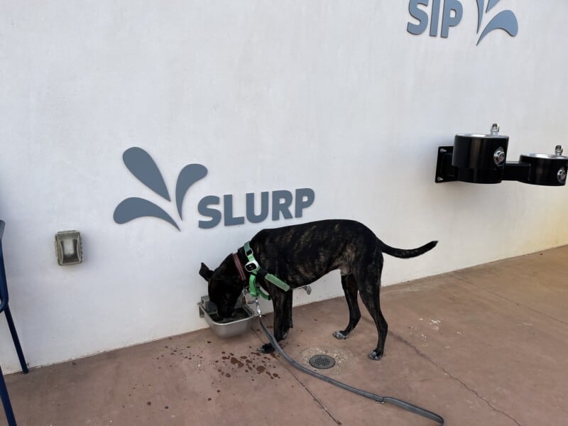 Brindle dog drinking from an outdoor dog fountain at Best Friends Roadhouse and Mercantile in Kanab, UT