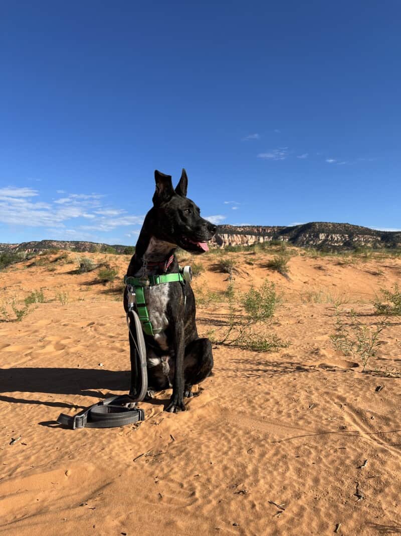 Brindle dog at Coral Pink Sand Dunes State Park near Kanab, Utah