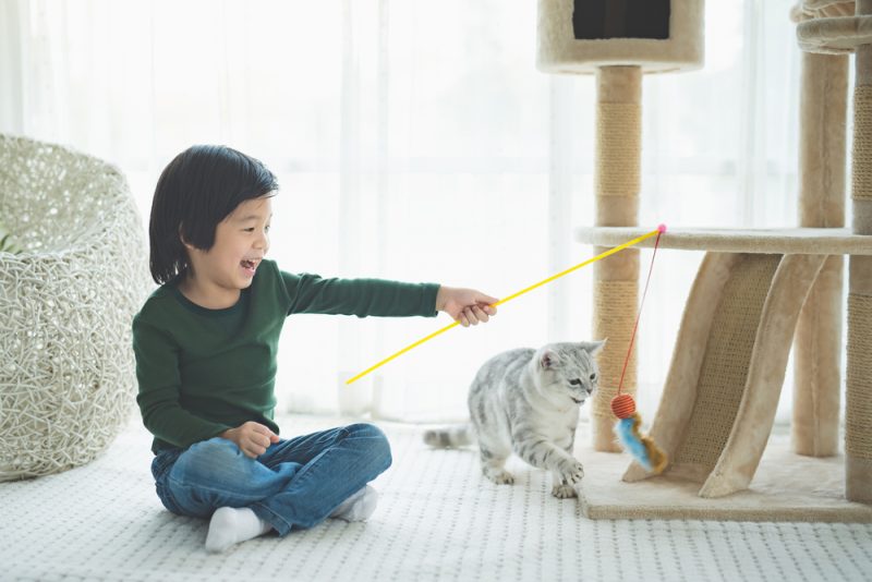 Kid playing with a cat