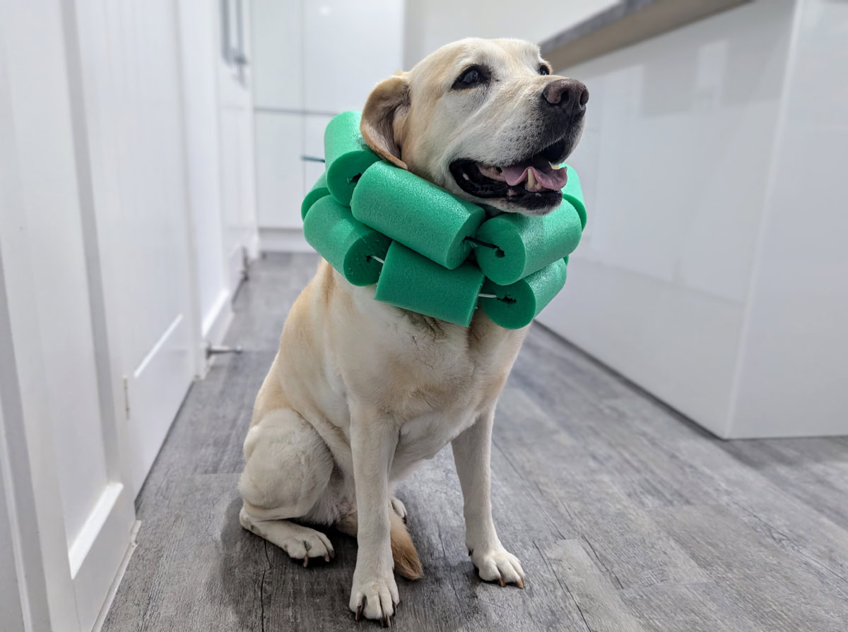 dog wearing the pool noodle collar