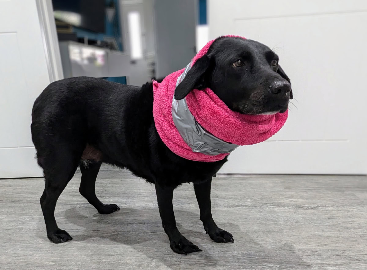 dog wearing towel collar