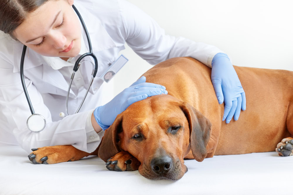 female vet examining rhodesian ridgeback dog