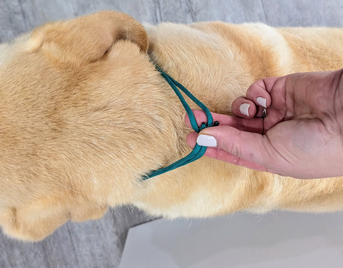 getting the dog's neck circumference using cord