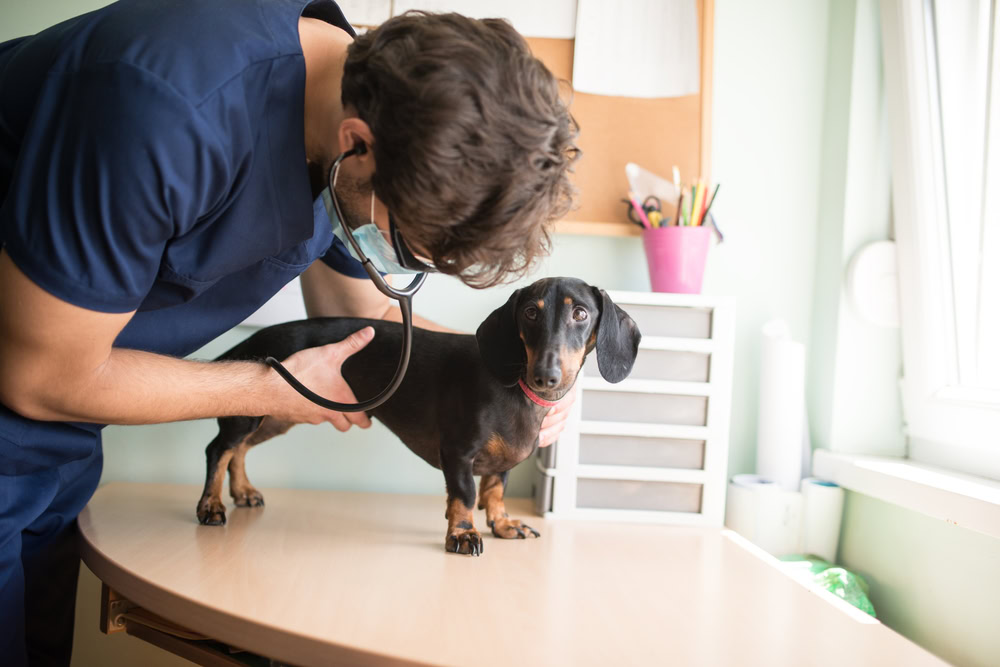 male-veterinarian-examining-a-young-dachshound-dog