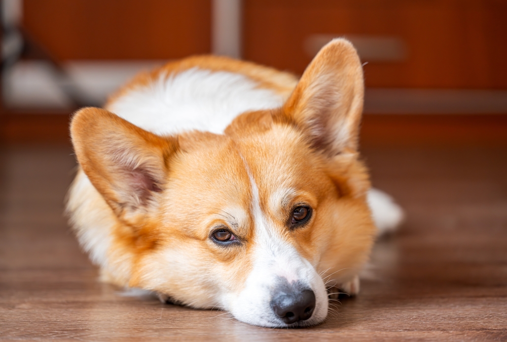 pembroke welsh corgi dog lying on the floor