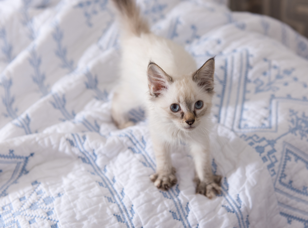 white-and-tan-kitten-kneading-on-the-bed