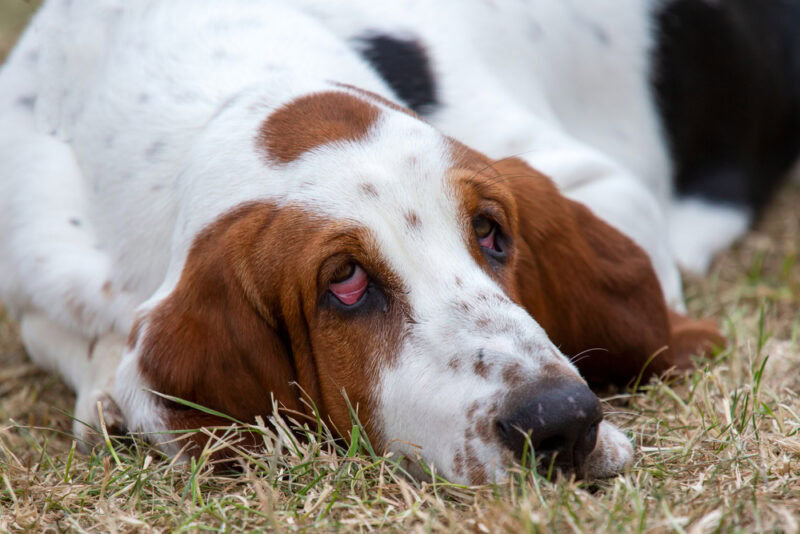 Basset Hound with noticeable ectropion