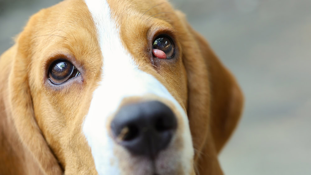 Beagle suffering from cherry eye