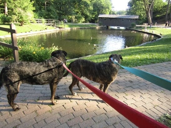 Dogs by a covered bridge in New England