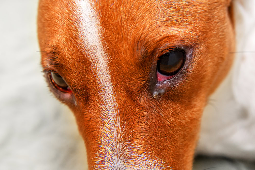 Close up of dog with conjunctivitis