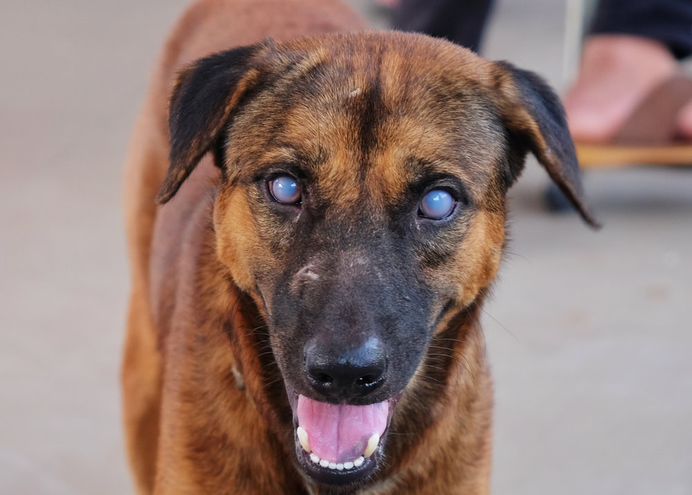 Dog with blue eyes or uveitis