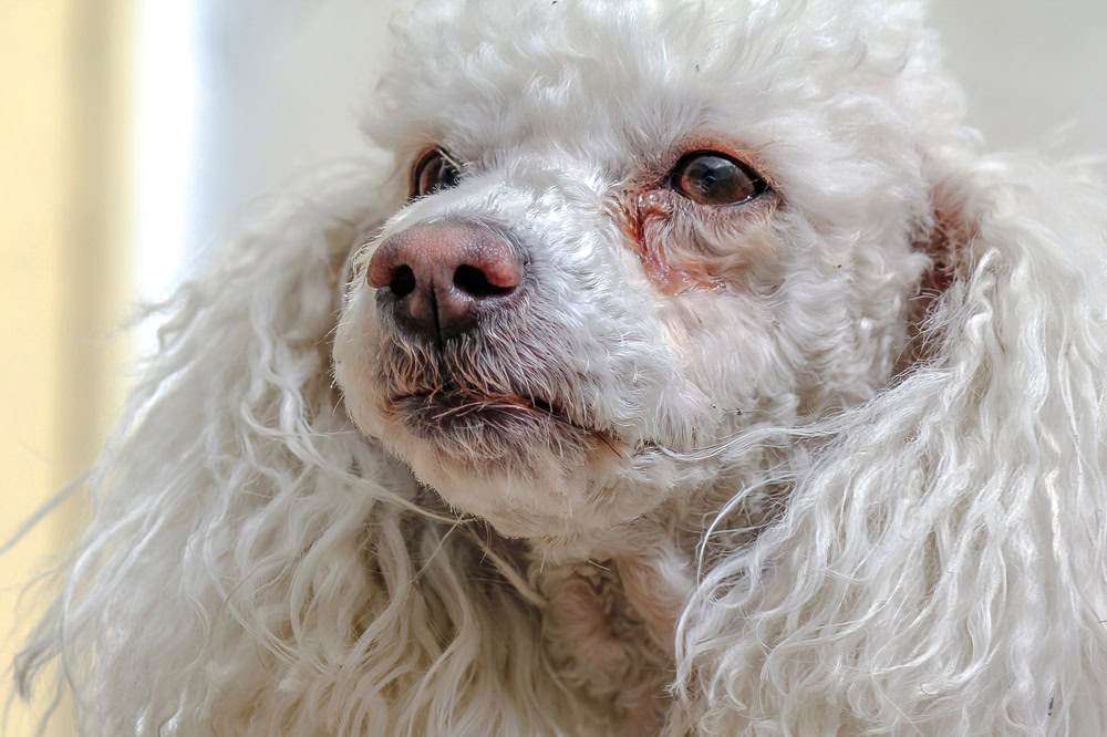 French poodle with watery eyes